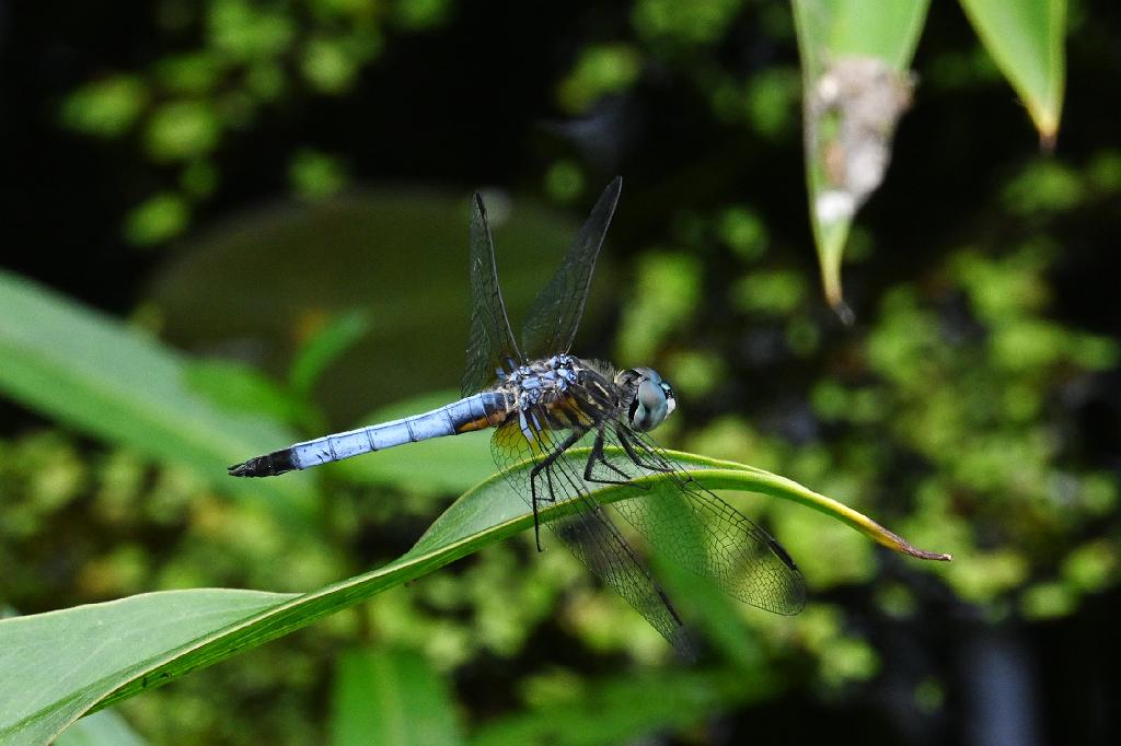 2025-07029317 Broadmoor Wildlife Sanctuary, MA.JPG - Blue Dasher Dragonfly. Broadmoor Wildlife Sanctuary, MA, 7-2-2025